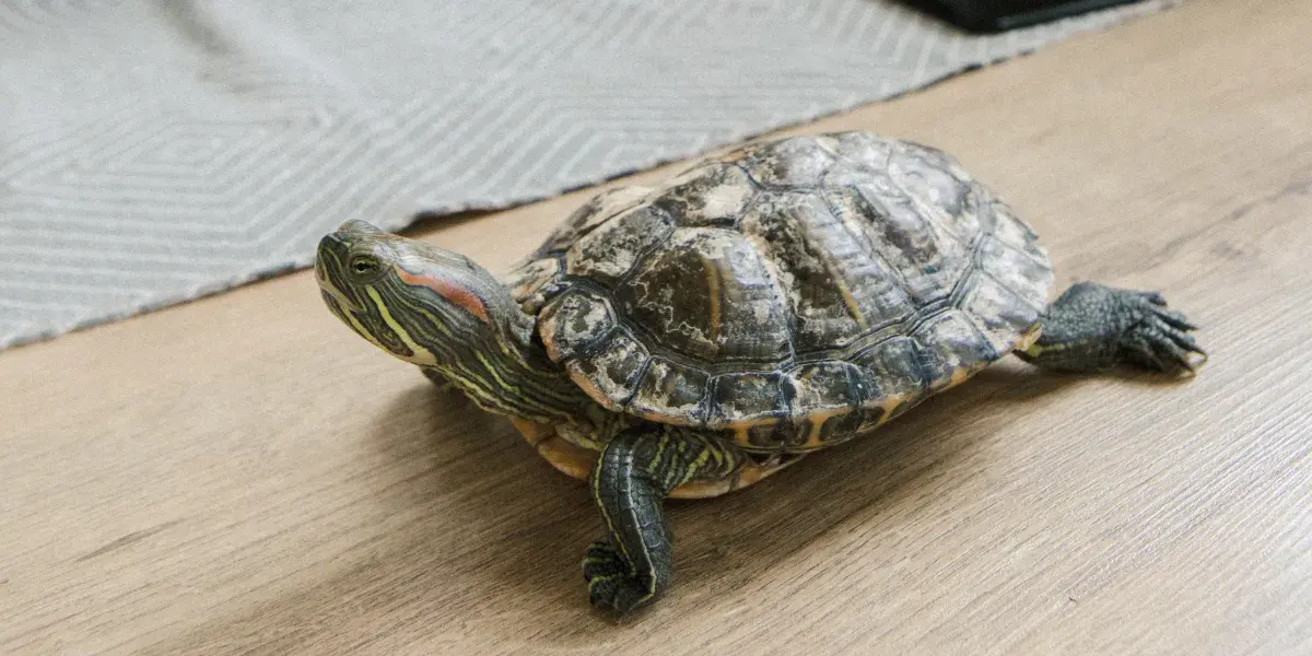 Tartaruga Doméstica: Muitas Alegrias Para Sua Casa - Confira